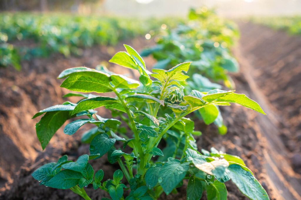 Münsterland Knolle - nachhaltige Kartoffeln