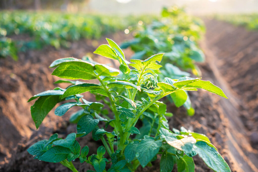 Münsterland Knolle - nachhaltige Kartoffeln