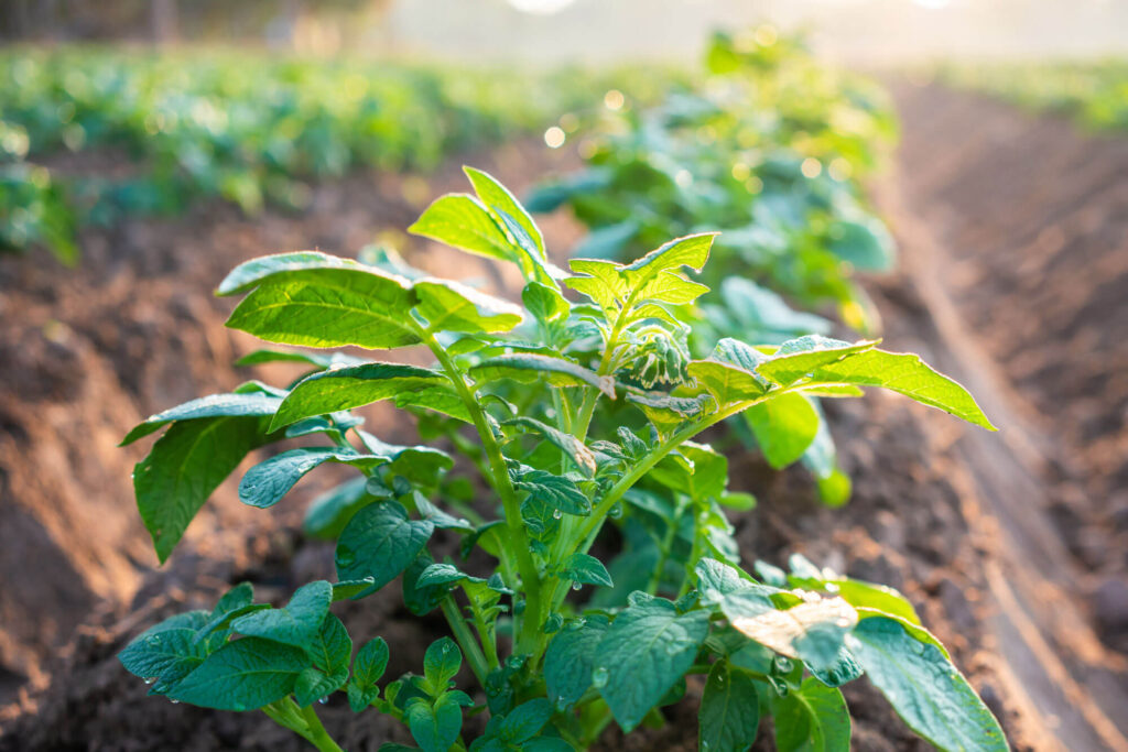 Münsterland Knolle - nachhaltige Kartoffeln