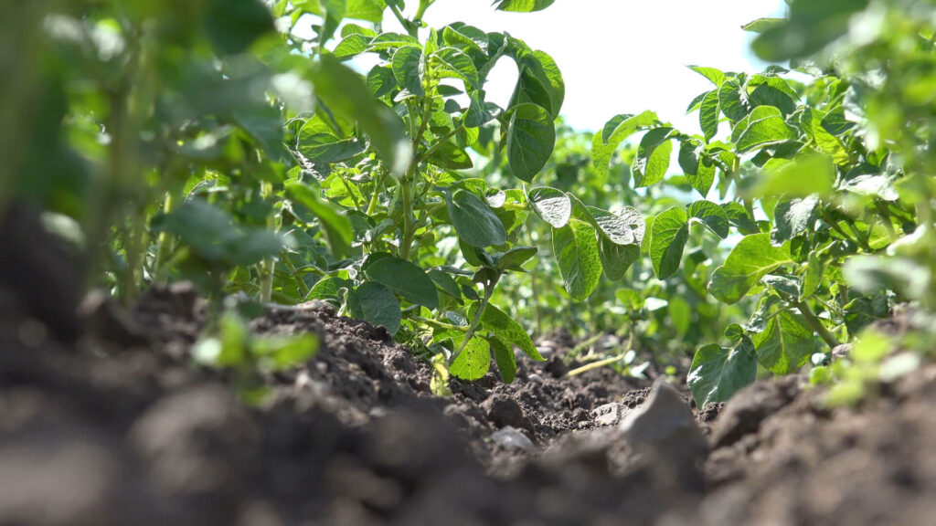 Münsterland Knolle - Kartoffeln aus der Region